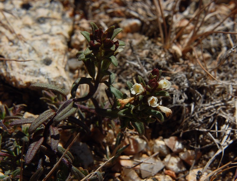 Odontites corsicus / Perlina sardo-corsa